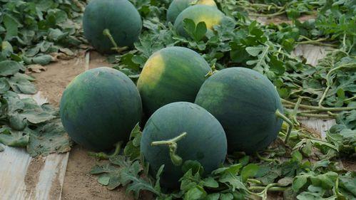 黑色的瓜要怎么吃,黑色瓜果的多样食法探索