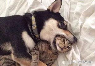 二狗爆料生活视频下载安装,揭秘生活视频下载安装全攻略