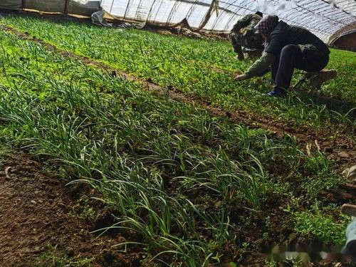 天津头条农村事,聚焦乡村振兴战略下的变革与成果