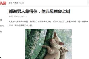 头条搞笑属哪个领域类型,揭秘幽默背后的领域类型