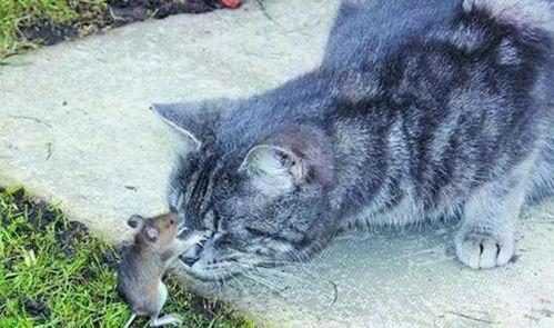猫抓老鼠爆料配图大全视频,揭秘热门视频背后的趣味瞬间