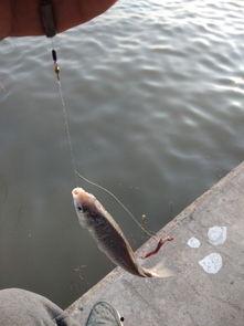 探鱼器找钓点看窝料怎么用,窝料巧用提升垂钓效果