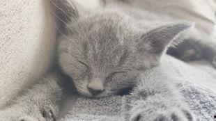 蓝猫额头条纹,探寻其神秘魅力与进化奥秘