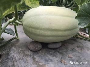 护河吃瓜,吃瓜群众见证生态变迁