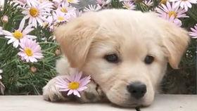 网红猫看烟火视频,网红猫视角下的璀璨夜空