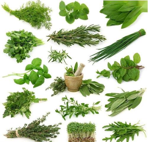 野菜生活爆料视频,探寻自然馈赠的绿色宝藏