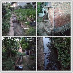 网友爆料猪场视频,揭开养殖业的黑暗面