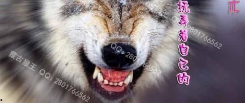 长期吃狼瓜会不会,长期食用狼瓜的健康影响解析