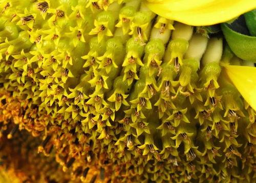 摘瓜吃瓜子,生活小窍门大揭秘