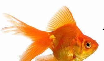 金鱼吃瓜视频,一场奇妙的视觉盛宴