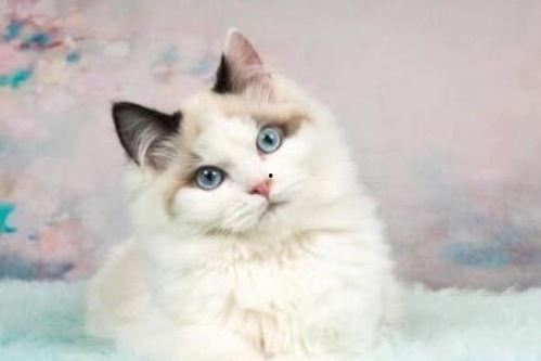 可以当网红指挥的猫品种,揭秘那些掌控舞台的猫咪品种