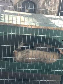 臭宝网红,网络红人的崛起与影响力