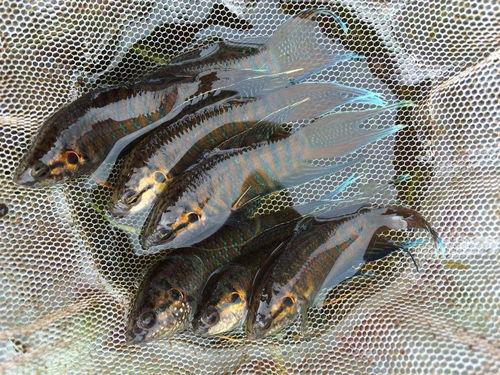 临朐网红玩具鱼视频,萌动万千网友，掀起玩具热潮