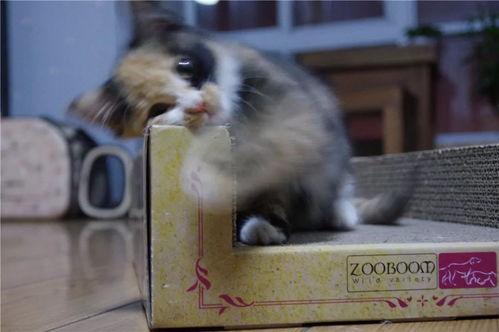 开封头条小猫视频