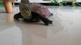 大瓜吃乌龟,一场意外的生态奇遇