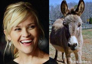 像驴的女明星,揭秘那些像驴的女明星风采